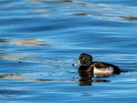 Reiherente Männchen